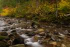 Autumn color along Skate Creek in the Gifford Pinchot National Forest, Washington State, USA Art Print